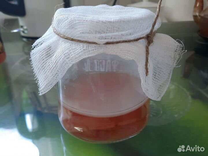 Чайный гриб