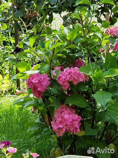 Гортензия крупнолистная