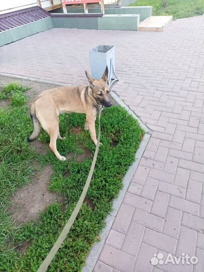 Овчарка