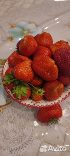 Рассада клубники