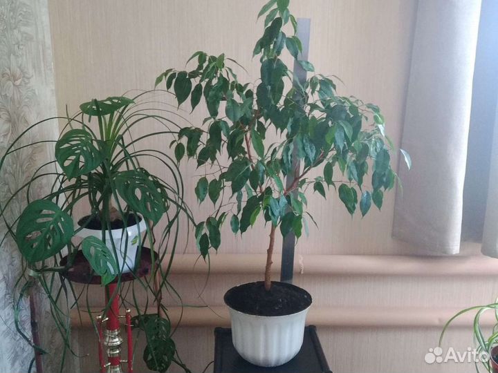 Фикус бенджамина