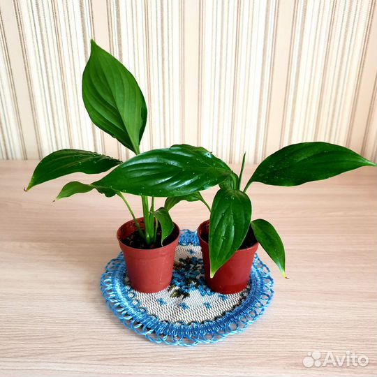 Спатифиллум - 