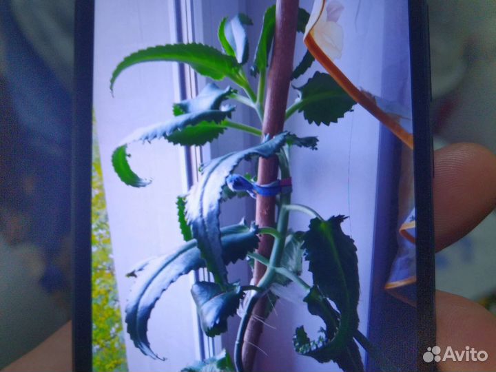 Каланхоэ лечебное