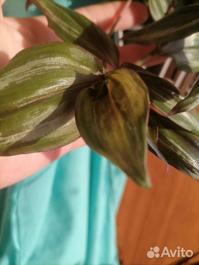 Трагисканцыи разные