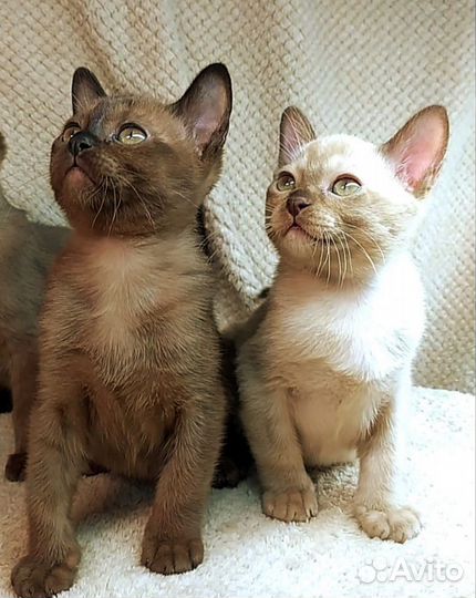 Европейская бурма