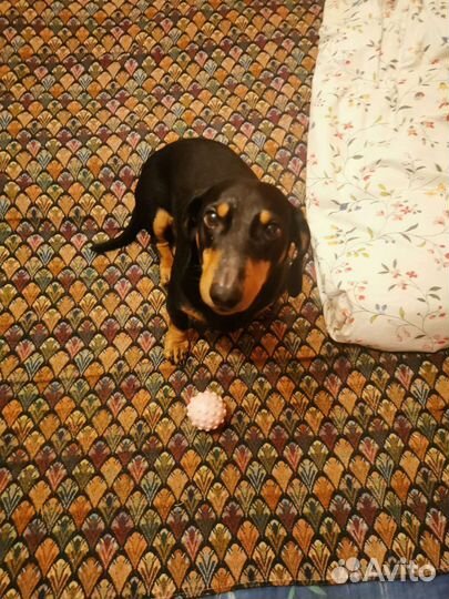 Выгул собак