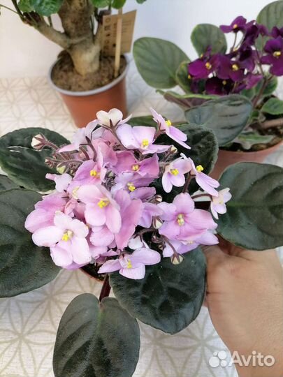 Полисциас Лемон, фиалки, сциндапсус