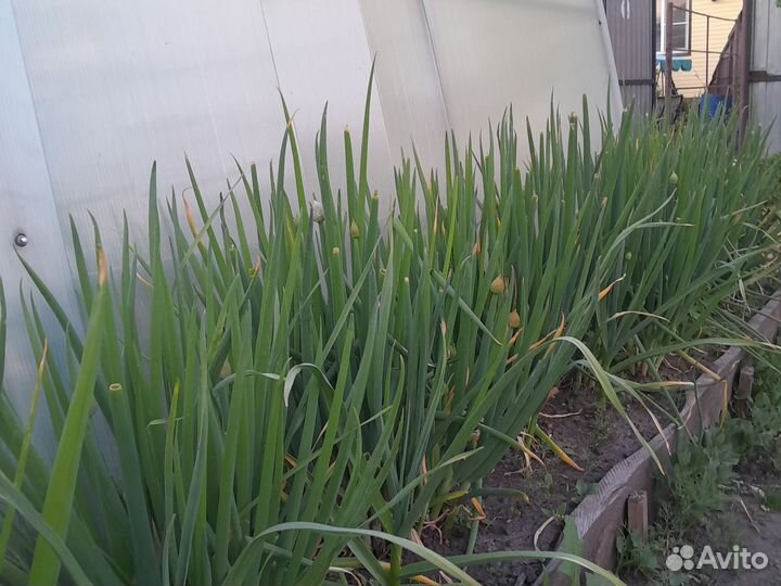 Лук для зелени