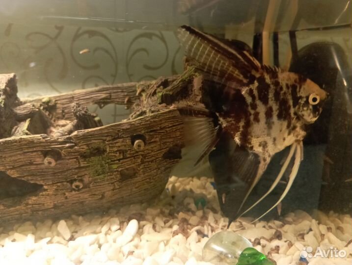Аквариум и скалярия