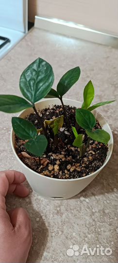 Замиокулькас