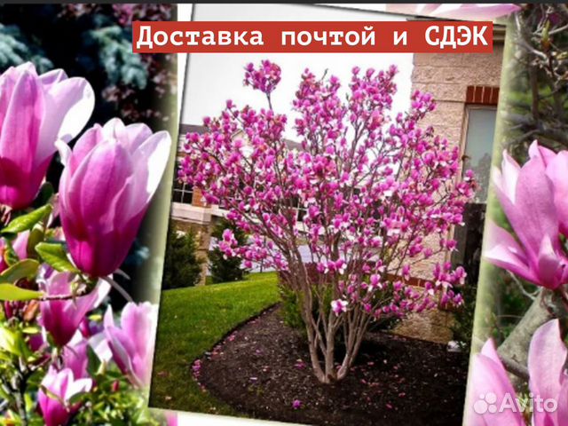 Магнолия Джордж Генри Керн купить в Пятигорске | Товары для дома и дачи ...