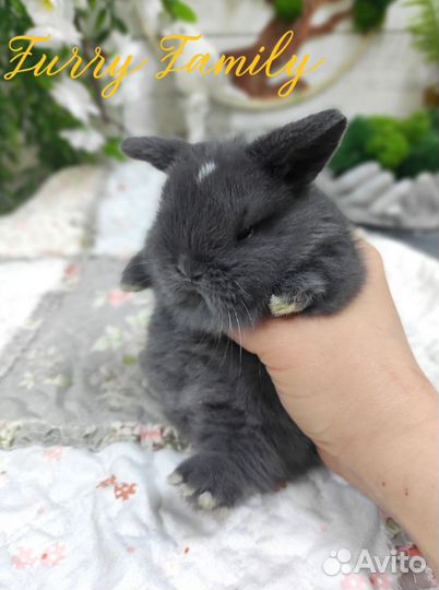 Карликовый кролик минилоп