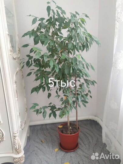 Комнатные цветы