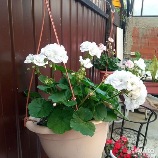 Бальзамины, герани и др. цветы