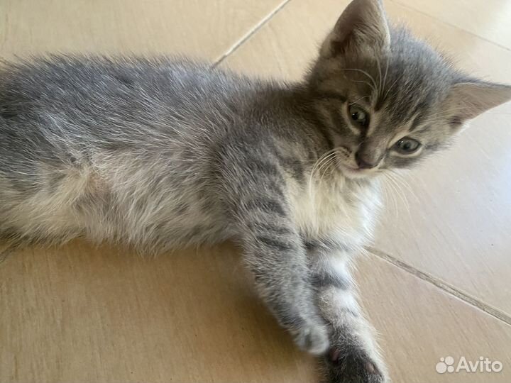 2 девочки и 1 мальчик