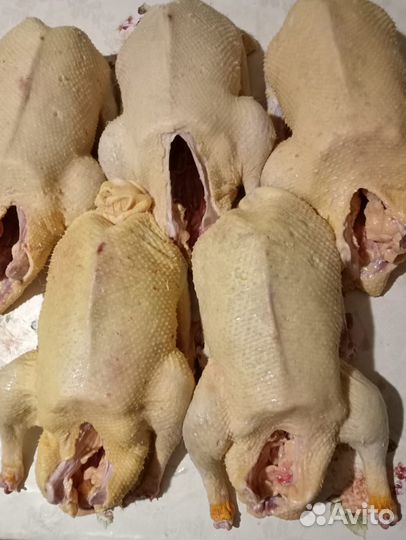 Гусиное мясо