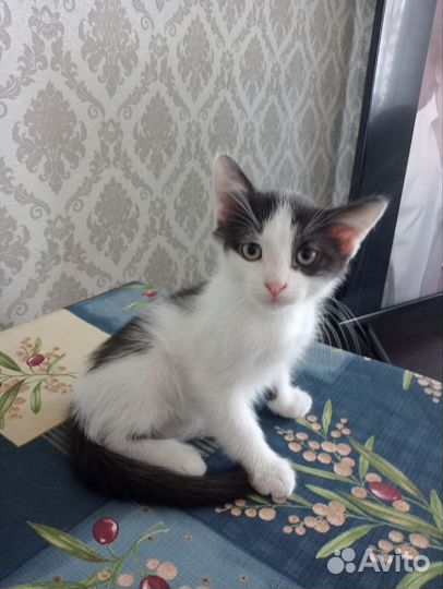 Отдаются в добрые ответственные руки два котёнка