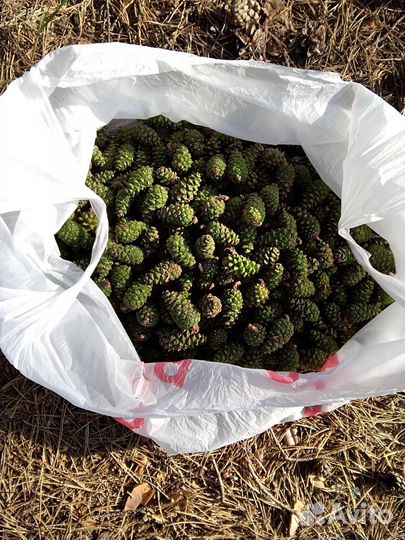 Шишки сосновые. Молодые. Зелёные