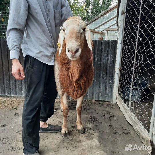 Овцы бараны