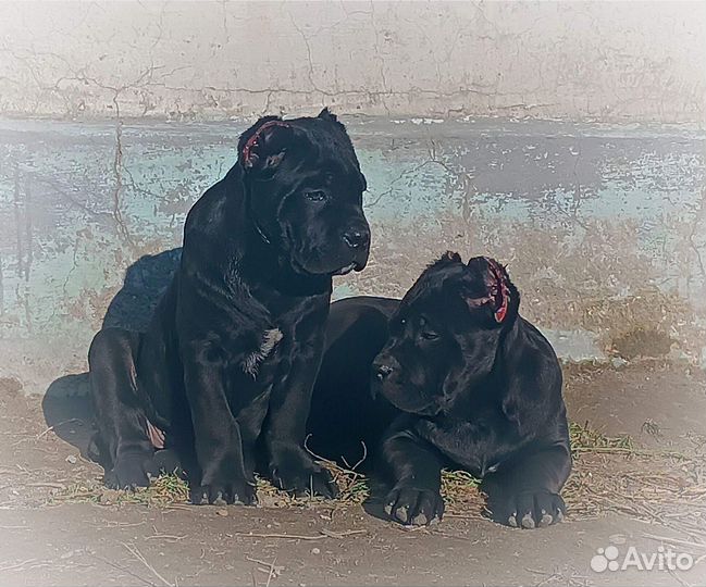 Кане Корсо РКФ