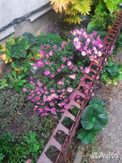 Хризантема шаровидная