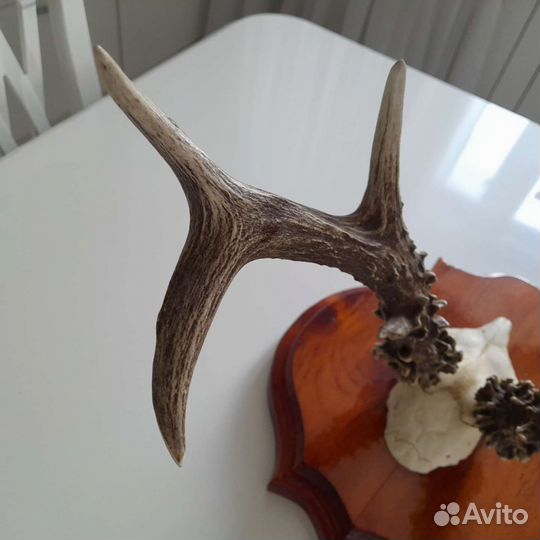 Рога косули