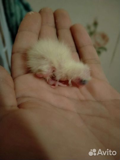 Попугай корелла ручной