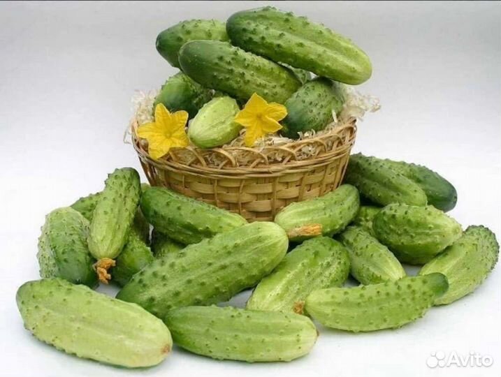 Продам огурцы