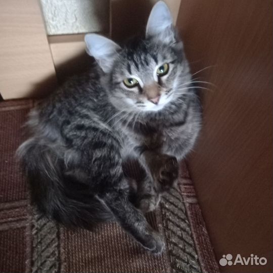Кошка в добрые руки