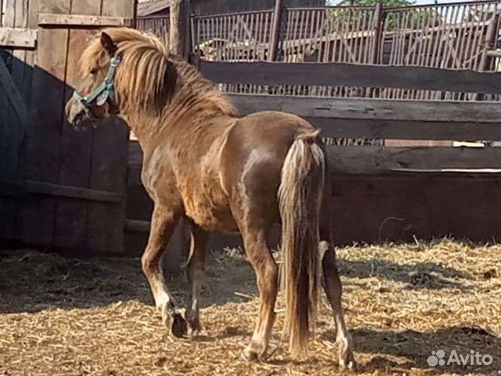 Пони клеппер
