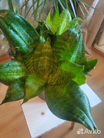 Сансевиерия