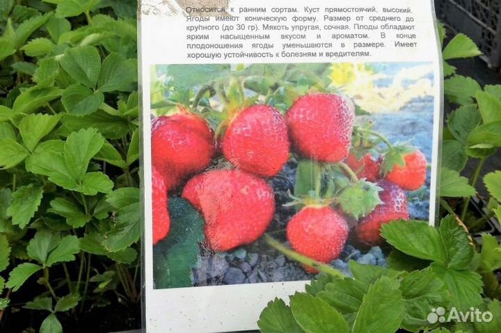 Экстрагон, клубника,папорот,чабер