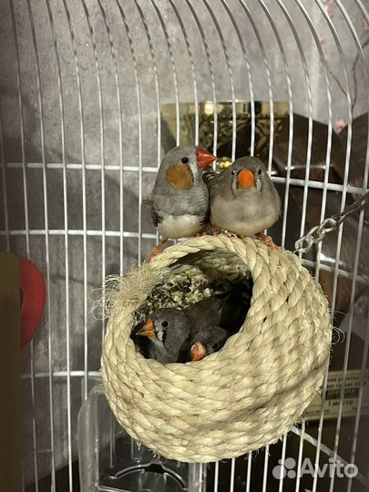 Зебровые амадины, птенчики