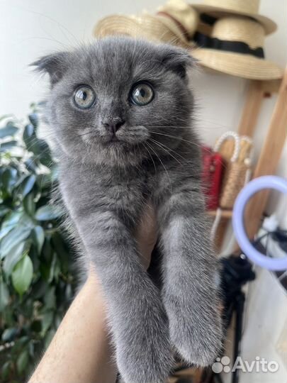 Шотландская вислоухая кошка