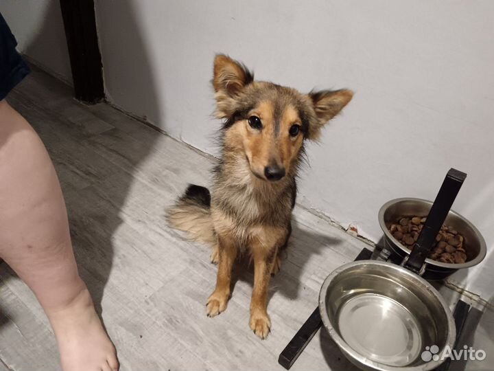 Найдена собака