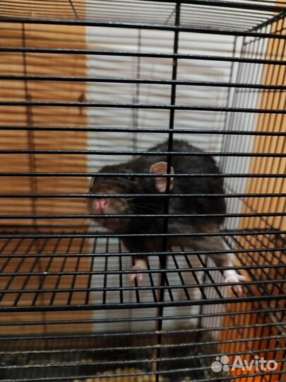 Крысы бесплатно