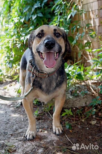 Молодой кобель в добрые руки