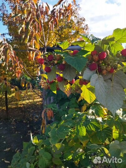 Продам саженцы ремонтантной малины