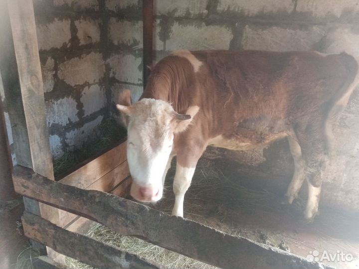 Продажа крс