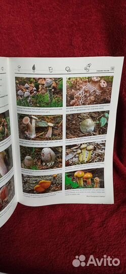 Журнал грибник России