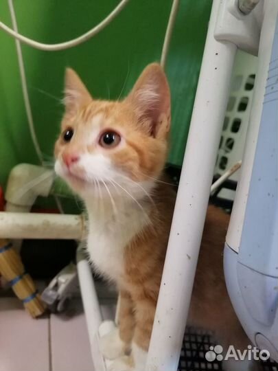 Рыжий котенок в добрые руки