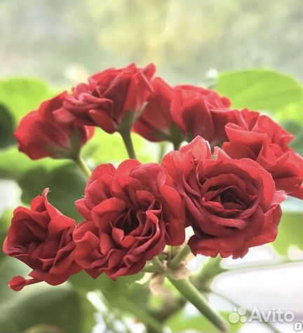 Пеларгония красная розочка