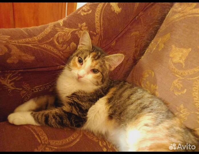 Кошечка 1 год