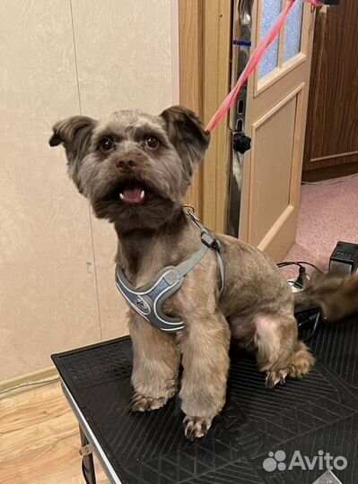 Стрижка собак