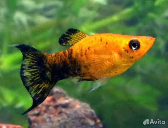 Аквариумные рыбки