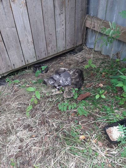 Котята в дар бесплатно