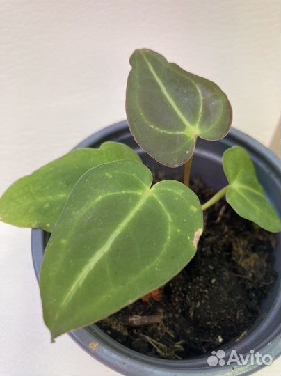 Антуриумы сортовые