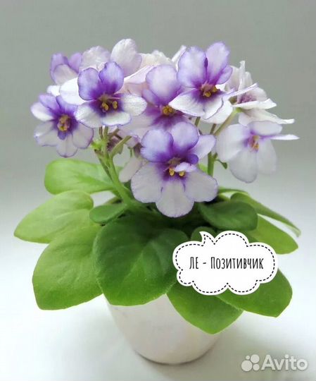 Мини фиалки детки