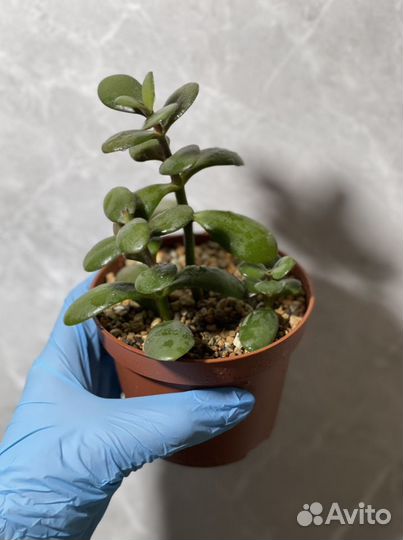 Crassula Ovata (Толстянка, Денежное дерево)