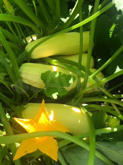 Дом 79 м² на участке 12 сот.